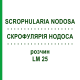 СКРОФУЛЯРИЯ НОДОСА (SCROPHULARIA NODOSA) LM 25 раствор 10 мл - Гомеопатия ARCANA DR.SEWERIN