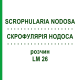 СКРОФУЛЯРИЯ НОДОСА (SCROPHULARIA NODOSA) LM 26 раствор 10 мл - Гомеопатия ARCANA DR.SEWERIN
