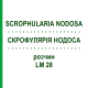 СКРОФУЛЯРИЯ НОДОСА (SCROPHULARIA NODOSA) LM 28 раствор 10 мл - Гомеопатия ARCANA DR.SEWERIN