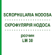 СКРОФУЛЯРИЯ НОДОСА (SCROPHULARIA NODOSA) LM 30 раствор 10 мл - Гомеопатия ARCANA DR.SEWERIN