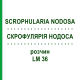 СКРОФУЛЯРИЯ НОДОСА (SCROPHULARIA NODOSA) LM 36 раствор 10 мл - Гомеопатия ARCANA DR.SEWERIN