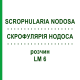 СКРОФУЛЯРИЯ НОДОСА (SCROPHULARIA NODOSA) LM 6 раствор 10 мл - Гомеопатия ARCANA DR.SEWERIN