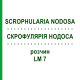 СКРОФУЛЯРИЯ НОДОСА (SCROPHULARIA NODOSA) LM 7 раствор 10 мл - Гомеопатия ARCANA DR.SEWERIN