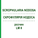 СКРОФУЛЯРИЯ НОДОСА (SCROPHULARIA NODOSA) LM 8 раствор 10 мл - Гомеопатия ARCANA DR.SEWERIN