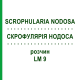 СКРОФУЛЯРИЯ НОДОСА (SCROPHULARIA NODOSA) LM 9 раствор 10 мл - Гомеопатия ARCANA DR.SEWERIN