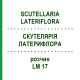 СКУТЕЛЛЯРИЯ ЛАТЕРИФЛОРА (SCUTELLARIA LATERIFLORA) LM 17 раствор 10 мл - Гомеопатия ARCANA DR.SEWERIN