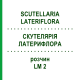 СКУТЕЛЛЯРИЯ ЛАТЕРИФЛОРА (SCUTELLARIA LATERIFLORA) LM 2 раствор 10 мл - Гомеопатия ARCANA DR.SEWERIN