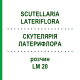 СКУТЕЛЛЯРИЯ ЛАТЕРИФЛОРА (SCUTELLARIA LATERIFLORA) LM 20 раствор 10 мл - Гомеопатия ARCANA DR.SEWERIN