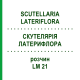 СКУТЕЛЛЯРИЯ ЛАТЕРИФЛОРА (SCUTELLARIA LATERIFLORA) LM 21 раствор 10 мл - Гомеопатия ARCANA DR.SEWERIN
