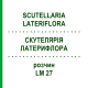 СКУТЕЛЛЯРИЯ ЛАТЕРИФЛОРА (SCUTELLARIA LATERIFLORA) LM 27 раствор 10 мл - Гомеопатия ARCANA DR.SEWERIN