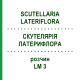СКУТЕЛЛЯРИЯ ЛАТЕРИФЛОРА (SCUTELLARIA LATERIFLORA) LM 3 раствор 10 мл - Гомеопатия ARCANA DR.SEWERIN
