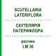 СКУТЕЛЛЯРИЯ ЛАТЕРИФЛОРА (SCUTELLARIA LATERIFLORA) LM 36 раствор 10 мл - Гомеопатия ARCANA DR.SEWERIN