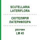 СКУТЕЛЛЯРИЯ ЛАТЕРИФЛОРА (SCUTELLARIA LATERIFLORA) LM 45 раствор 10 мл - Гомеопатия ARCANA DR.SEWERIN