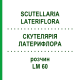 СКУТЕЛЛЯРИЯ ЛАТЕРИФЛОРА (SCUTELLARIA LATERIFLORA) LM 60 раствор 10 мл - Гомеопатия ARCANA DR.SEWERIN