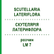 СКУТЕЛЛЯРИЯ ЛАТЕРИФЛОРА (SCUTELLARIA LATERIFLORA) LM 7 раствор 10 мл - Гомеопатия ARCANA DR.SEWERIN
