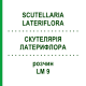 СКУТЕЛЛЯРИЯ ЛАТЕРИФЛОРА (SCUTELLARIA LATERIFLORA) LM 9 раствор 10 мл - Гомеопатия ARCANA DR.SEWERIN