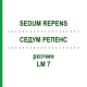 СЕДУМ РЕПЕНС (SEDUM REPENS) LM 7 раствор 10 мл - Гомеопатия ARCANA DR.SEWERIN