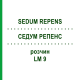 СЕДУМ РЕПЕНС (SEDUM REPENS) LM 9 раствор 10 мл - Гомеопатия ARCANA DR.SEWERIN