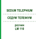 СЕДУМ ТЕЛЕФИУМ (SEDUM TELEPHIUM) LM 110 раствор 10 мл - Гомеопатия ARCANA DR.SEWERIN