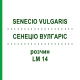СЕНЕЦИО ВУЛГАРИС (SENECIO VULGARIS) LM 14 раствор 10 мл - Гомеопатия ARCANA DR.SEWERIN