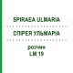 СПИРЕЯ УЛЬМАРИА (SPIRAEA ULMARIA) LM 19 раствор 10 мл - Гомеопатия ARCANA DR.SEWERIN