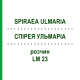 СПИРЕЯ УЛЬМАРИА (SPIRAEA ULMARIA) LM 23 раствор 10 мл - Гомеопатия ARCANA DR.SEWERIN