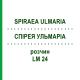 СПИРЕЯ УЛЬМАРИА (SPIRAEA ULMARIA) LM 24 раствор 10 мл - Гомеопатия ARCANA DR.SEWERIN