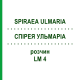 СПИРЕЯ УЛЬМАРИА (SPIRAEA ULMARIA) LM 4 раствор 10 мл - Гомеопатия ARCANA DR.SEWERIN