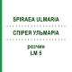 СПИРЕЯ УЛЬМАРИА (SPIRAEA ULMARIA) LM 5 раствор 10 мл - Гомеопатия ARCANA DR.SEWERIN