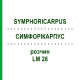 СИМФОРІКАРПУС (SYMPHORICARPUS) LM 28 розчин 10 мл - Гомеопатія ARCANA DR.SEWERIN