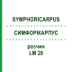 СИМФОРІКАРПУС (SYMPHORICARPUS) LM 29 розчин 10 мл - Гомеопатія ARCANA DR.SEWERIN