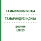 ТАМАРИНДУС ІНДИКА (TAMARINDUS INDICA) LM 23 розчин 10 мл - Гомеопатія ARCANA DR.SEWERIN