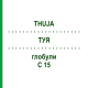ТУЯ (THUJA) C 15 глобули 10 г - Гомеопатия DHU