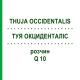 ТУЯ ОКЦИДЕНТАЛІС (THUJA OCCIDENTALIS) Q 10 розчин 15 мл - Гомеопатія GUDJONS