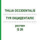 ТУЯ ОКЦИДЕНТАЛІС (THUJA OCCIDENTALIS) Q 26 розчин 15 мл - Гомеопатія GUDJONS