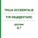 ТУЯ ОКЦИДЕНТАЛІС (THUJA OCCIDENTALIS) Q 7 розчин 15 мл - Гомеопатія GUDJONS