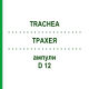 ТРАХЕЯ (TRACHEA) D 12 ампулы 10x1 мл - Гомеопатия WALA HEILMITTEL