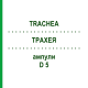 ТРАХЕЯ (TRACHEA) D 5 ампулы 10x1 мл - Гомеопатия WALA HEILMITTEL