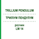 ТРИЛЛИУМ ПЕНДУЛУМ (TRILLIUM PENDULUM) LM 14 раствор 10 мл - Гомеопатия ARCANA DR.SEWERIN