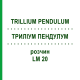 ТРИЛЛИУМ ПЕНДУЛУМ (TRILLIUM PENDULUM) LM 20 раствор 10 мл - Гомеопатия ARCANA DR.SEWERIN