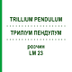 ТРИЛЛИУМ ПЕНДУЛУМ (TRILLIUM PENDULUM) LM 23 раствор 10 мл - Гомеопатия ARCANA DR.SEWERIN