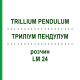 ТРИЛЛИУМ ПЕНДУЛУМ (TRILLIUM PENDULUM) LM 24 раствор 10 мл - Гомеопатия ARCANA DR.SEWERIN