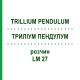 ТРИЛЛИУМ ПЕНДУЛУМ (TRILLIUM PENDULUM) LM 27 раствор 10 мл - Гомеопатия ARCANA DR.SEWERIN