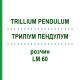 ТРИЛЛИУМ ПЕНДУЛУМ (TRILLIUM PENDULUM) LM 60 раствор 10 мл - Гомеопатия ARCANA DR.SEWERIN