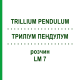 ТРИЛЛИУМ ПЕНДУЛУМ (TRILLIUM PENDULUM) LM 7 раствор 10 мл - Гомеопатия ARCANA DR.SEWERIN
