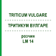 ТРИТИКУМ ВУЛГАРЕ (TRITICUM VULGARE) LM 14 розчин 10 мл - Гомеопатія ARCANA DR.SEWERIN