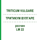 ТРИТИКУМ ВУЛГАРЕ (TRITICUM VULGARE) LM 22 розчин 10 мл - Гомеопатія ARCANA DR.SEWERIN