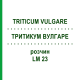 ТРИТИКУМ ВУЛГАРЕ (TRITICUM VULGARE) LM 23 розчин 10 мл - Гомеопатія ARCANA DR.SEWERIN