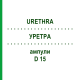 УРЕТРА (URETHRA) D 15 ампулы 10x1 мл - Гомеопатия WALA HEILMITTEL