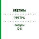 УРЕТРА (URETHRA) D 5 ампулы 10x1 мл - Гомеопатия WALA HEILMITTEL